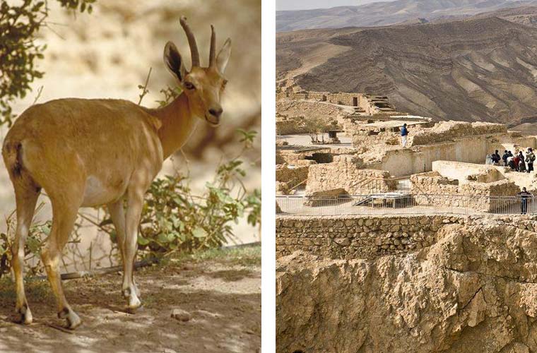 Ein Gedi Attraction on the Dead Sea