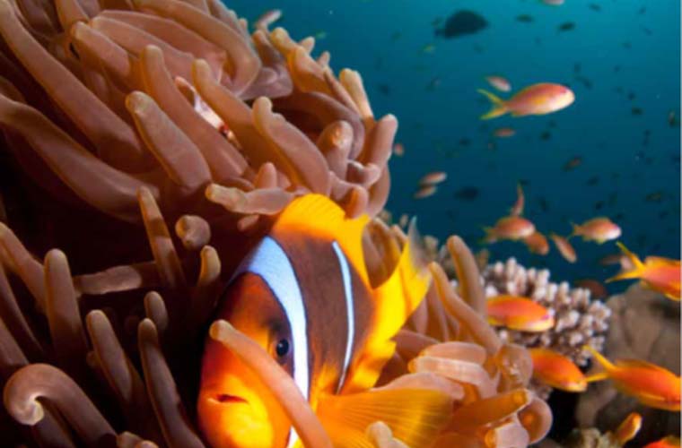 Underwater Experience Clown Fish Red Sea Eilat