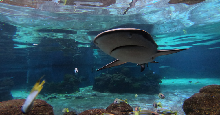 Assist at a shark dance at the Israel Aquarium, Jerusalem